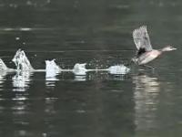 包含砛.鵫硆?"d啕帼孙]鹈邹`的词条-完美娱乐网站